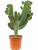 Opuntia consolea Vertakt 90 cm