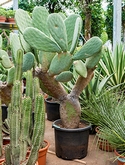 Opuntia indica Vertakt 130 cm