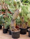 Opuntia indica Vertakt 160 cm