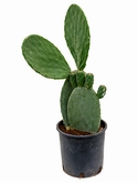 Opuntia indica Vertakt 70 cm