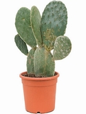 Opuntia indica Vertakt 70 cm