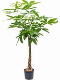 Pachira aquatica Stam gevl. 150 cm