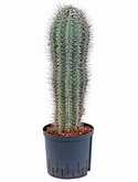 Pachycereus pringlei 70 cm
