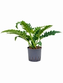Philodendron narrow Bush 70 cm