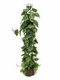 Philodendron scandens Draadzuil 150 150 cm