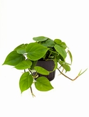 Philodendron scandens Hanger 25 cm