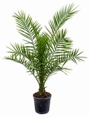 Phoenix canariensis Stam 120 cm