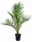 Phoenix canariensis Stam 85 cm