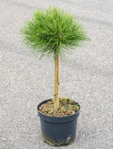 Pinus marie bregeon Stam 85 cm