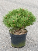 Pinus nigra pierrick bregeon Bush 60 cm