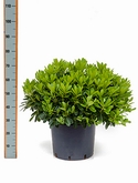 Pittosporum tobira nana Bush 35 cm