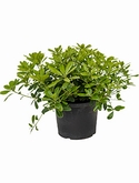 Pittosporum tobira nana Bush 40 cm