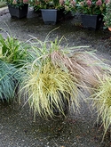 Plantenarrangement siergrassen 3pp Gemixt 50 cm
