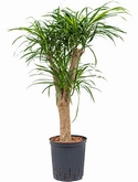 Pleomele anita Vertakt 80 cm