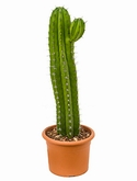 Polaskia chichipe - 50 cm