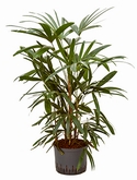 Rhapis excelsa Toef 80 cm