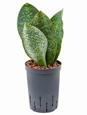 Sansevieria congo Toef 40 cm