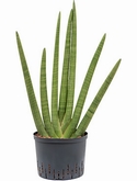 Sansevieria cylindrica 70 cm