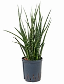 Sansevieria fernwood Toef 50 cm