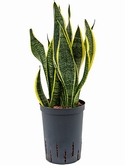 Sansevieria futura superba Toef 45 cm