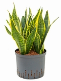 Sansevieria futura superba Toef 45 cm