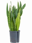 Sansevieria jade Toef 60 cm