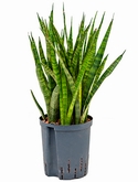 Sansevieria kirkii Toef 50 cm