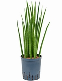 Sansevieria spikes Toef 60 cm