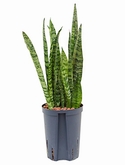 Sansevieria zeylanica silver Toef 60 cm