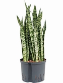 Sansevieria zeylanica silver Toef 90 cm