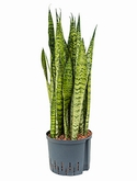 Sansevieria zeylanica Toef 60 cm
