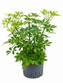 Schefflera arboricola Bush 45 cm