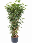 Schefflera arboricola Vertakt 125 cm