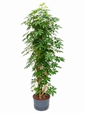 Schefflera arboricola Vertakt|zuil 155 cm