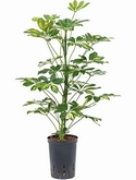 Schefflera gold capella 2pp 60 cm