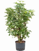 Schefflera gold capella Vertakt 100 cm