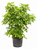 Schefflera gold capella Vertakt 135 cm