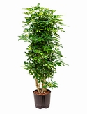 Schefflera gold capella Vertakt|zuil 140 cm