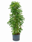 Schefflera louisiana Vertakt|zuil 125 cm