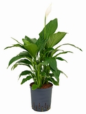 Spathiphyllum Gokyo Bush 65 cm