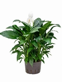 Spathiphyllum Gokyo Bush 65 cm