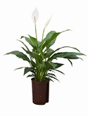 Spathiphyllum Mont Blanc 50 cm