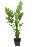 Strelitzia nicolai (200|225) Toef 2-3pp 200 cm