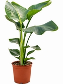 Strelitzia nicolai Toef 100 cm