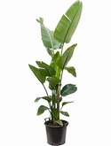 Strelitzia nicolai Toef 160 cm