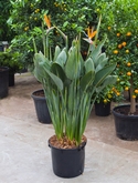 Strelitzia reginae Toef (met bloem-knop) 160 cm