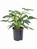 Syngonium trileaf wonder 50 cm