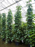Tetrastigma voinierianum Piramide 480 cm