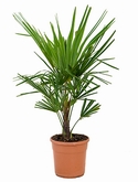 Trachycarpus fortunei Stam (10) 70 cm