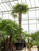 Trachycarpus fortunei Stam (300-320) 450 cm